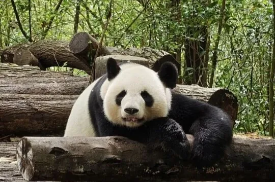 Panda géant à la base de recherche de Chengdu